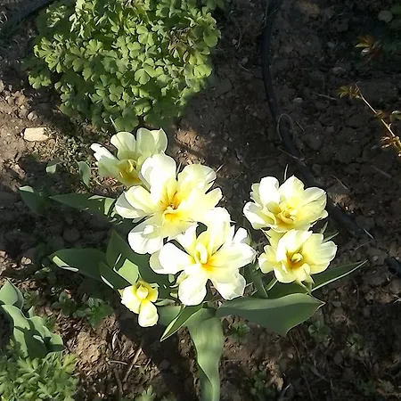 Vila Camelia וילה אובידיו